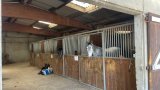 Nos chevaux à la retraite !